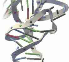 ARN și ADN. Ce este ARN? ARN: structură, funcții, tipuri