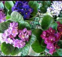 Locul nașterii violetelor de plante - munții Uzambar