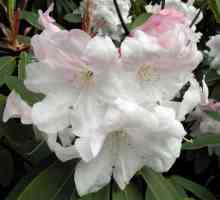 Rhododendronii din regiunea Moscovei: plantare și îngrijire, reproducere