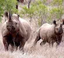 Cornul rinocerului este cauza exterminării sale