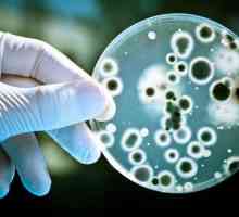 Rolul bacteriilor în viața umană și în natură
