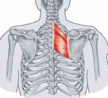 Musculosul muschiului: cum să se angajeze zona de scapula în practica yoghină
