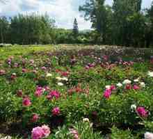 Frumusețea luxuriantă a lumii plantelor din grădina botanică Ufa