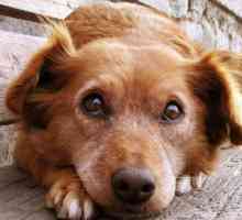 Royal Canin Gastro intestinale - hrană pentru o dietă specială