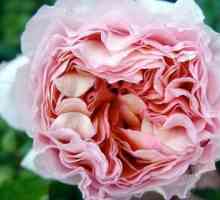 Rose Abraham Derby - o adevărată decorare a grădinii de flori