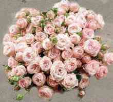 Rose `bombastik`: trandafiri olandezi