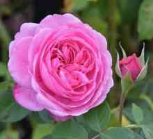 Rose Gertrude Jekyll: descriere, origine, cultivare