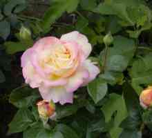 Ziua Rose Gloria: cea mai populară floare din istorie