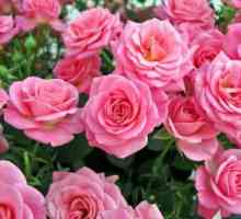 Rose Grandiflora: descriere, cele mai populare soiuri