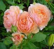 Rose `Grace` - o descriere a cultivarului și particularitățile cultivării