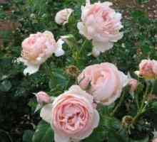 Rose Heritage - un aristocrat cu rădăcini englezești