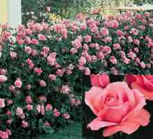 Rose Queen Elizabeth: regina grădinii