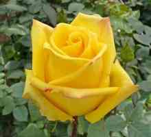 Rose Mohana - flori frumoase