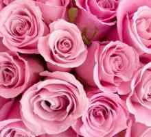 Rozul roz și simbolismul acestuia