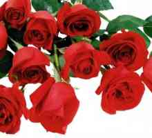 Trandafirii sunt roșii - flori de regine