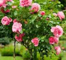 Trandafiri în grădină - Reproducere și îngrijire