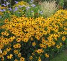 Rudbeckia: plecarea și aterizarea. Floarea soarelui în grădina dvs.