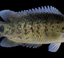 Anabas pește: descriere, caracteristici și beneficii pentru oameni