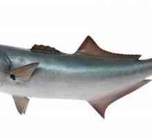 Fish Luffar: descriere, obiceiuri și importanță industrială