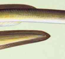 Peștii din anghilă: soiurile, originea și modul de viață