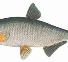 Pește de pește: descriere, dezvoltare, fapte interesante și habitat