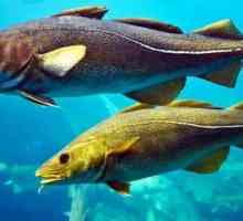 Fish saika, locuitor al mărilor nordice