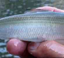 Pește de hering baltic: beneficiile și răul pentru persoana, conținutul de calorii