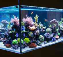 Cum să începeți un acvariu? Încălzitor pentru acvariu. Curățarea acvariului la domiciliu