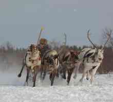 Satul Saami din regiunea Murmansk: fotografii, recenzii, excursii
