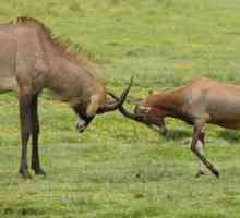 Saberogaya antelope: fotografie, descriere, distribuție