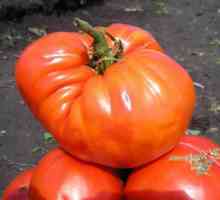 "Gigant de zahăr" - tomate de reproducere nouă
