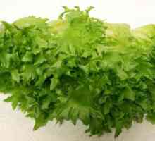 Salata Frillis: descriere și caracteristici ale cultivării