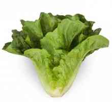 Salata `verde`. Prepararea salatelor delicioase (rețete)