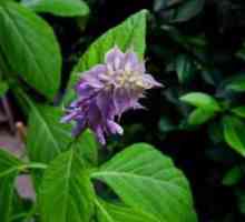 Salvia Divinorum: rău, interzicerea cultivării