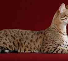 Cea mai mare pisică din lume. Descrierea raselor mari de pisici