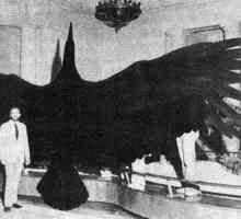 Cea mai mare pasăre din trecut și prezent