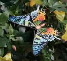 Cel mai frumos fluture. Numele celui mai frumos fluture din lume