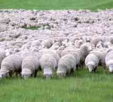 Cea mai comună rasă de oi din Australia este merino. Creșterea oilor