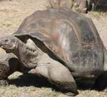 Cea mai veche țestoasă din lume. Istoria vieții