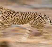 Cine este cel mai rapid animal din lume?