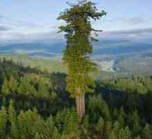 Cel mai înalt copac din lume este gigantul Hyperion