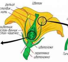 Auto-polenizarea este un tip de polenizare în plantele superioare. Cum se produce autofertilizarea?