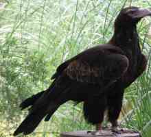 Cel mai mare vulturi: specie, descriere