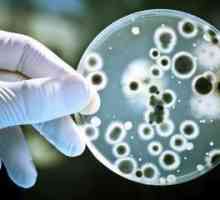 Cele mai interesante fapte despre bacterii: o revizuire, descriere și tipuri