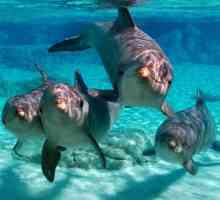 Cele mai interesante fapte despre delfini. Informații interesante despre delfini pentru copii