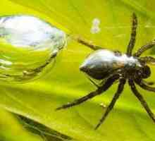 Cele mai interesante fapte despre păianjeni: descriere, tipuri și caracteristici