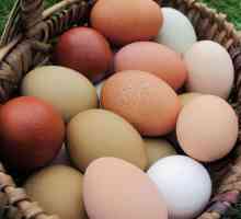 Cele mai multe rase de pui cu ouă: descriere, caracteristici