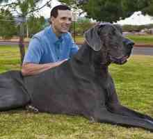Cei mai mari câini din lume - despre ce fel de roci vorbesc?