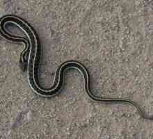 Cel mai mic șarpe din lume. Cei mai mici șerpi veninoși