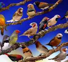 Cele mai populare păsări decorative: caracteristici și fapte interesante